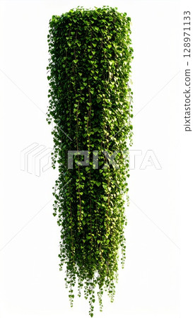 Lush Green Cascade of Hanging Ivy Leaves Isolated on Clean White Background 128971133