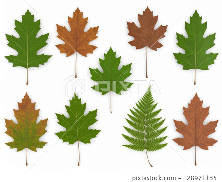 Assorted Green and Brown Maple and Oak Leaves and Ferns on White Background 128971135
