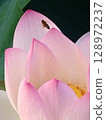 Lotus 128972237