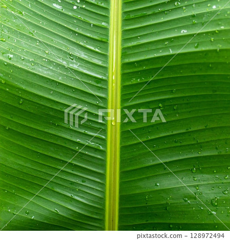 Close Up Vivid Green Banana Leaf Texture with Water Droplets and Central Stem 128972494