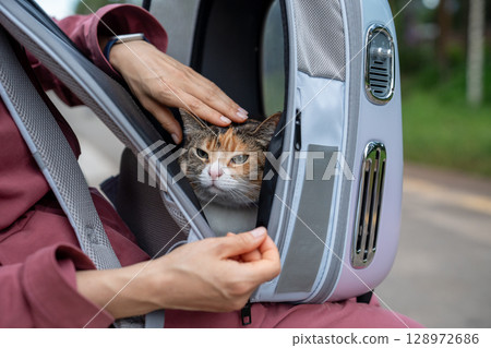 Weary anxious cat in backpack carrier as owner hand stroking pet during outdoor walk, stress stroll Weary anxious cat in backpack carrier as owner hand stroking pet during outdoor walk, stress stroll 128972686