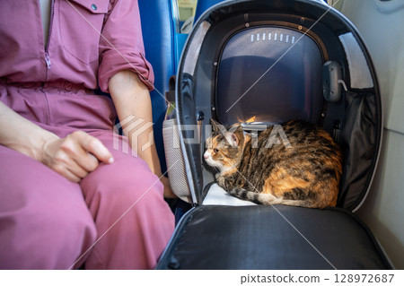 Anxious restless cat clings tightly inside carrier ignoring owner on train. Worried unhappy feline Anxious restless cat clings tightly inside carrier ignoring owner on train. Worried unhappy feline 128972687