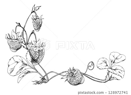 Strawberry on stems, leaves vines tendrils, hanging ripe garden berry pineberry strasberry snakeberry. Isolated botanical illustration hand drawn in vector ink. Farmers market, eco gardening calendar 128972741