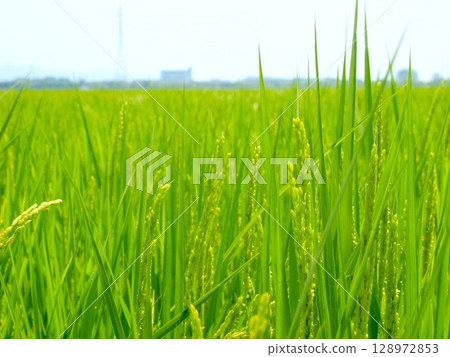 Japanese countryside Japanese countryside 128972853