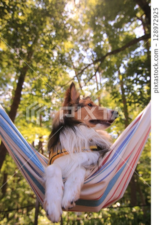 Hammock and dog 128972925