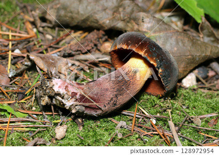 Overall image of the American scleractinian mushroom seen from the side (macro photography of fungi and mushrooms in the natural environment) Overall image of the American scleractinian mushroom seen from the side (macro photography of fungi and mushrooms in the natural environment) 128972954