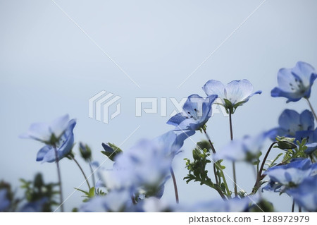 Blue Nemophila 128972979