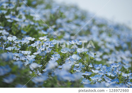 Blue Nemophila 128972980