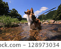 Dog and river 128973034