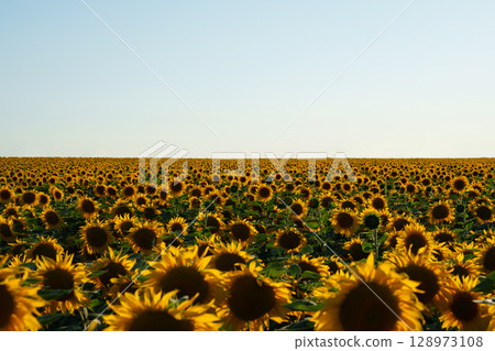 The endless world of sunflowers. Oil production. 128973108