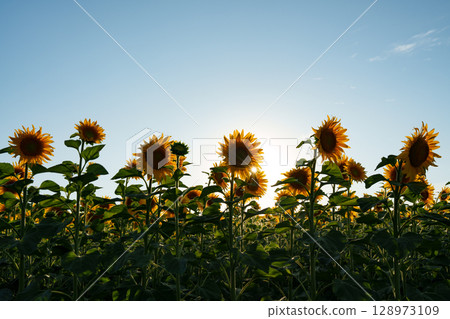 Sun rays penetrate a field of sunflowers. Oil production. 128973109