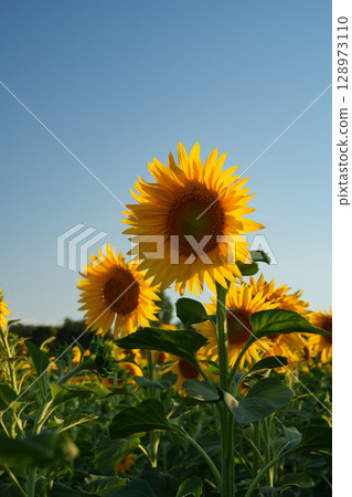 Sunflowers in a field bathed in soft evening light against a clear blue sky. 128973110