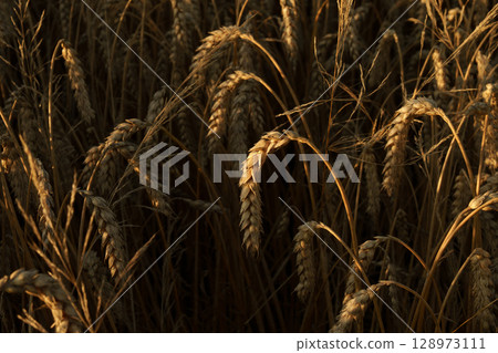 Golden wheat ears at sunset. 128973111