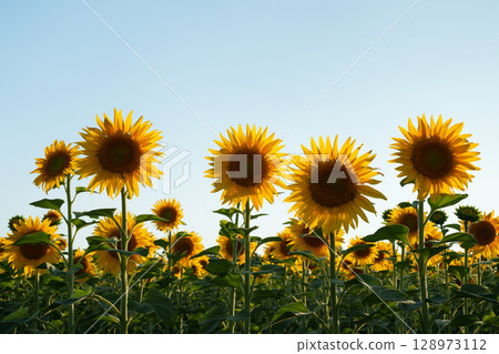 Sunflowers in a field bathed in soft evening light against a clear blue sky. Sunflowers in a field bathed in soft evening light against a clear blue sky. 128973112
