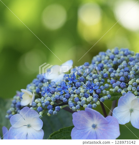 Beautiful blue-purple hydrangea sparkling close-up Beautiful blue-purple hydrangea sparkling close-up 128973142