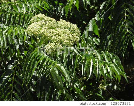 "Zanthoxylum truncatula" flowers blooming in summer 128973151