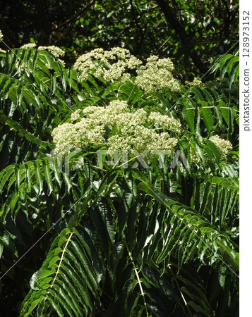 "Zanthoxylum truncatula" flowers blooming in summer "Zanthoxylum truncatula" flowers blooming in summer 128973152
