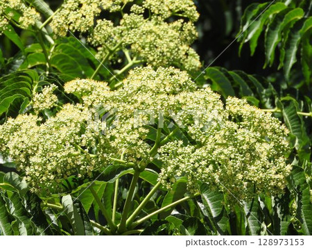 "Zanthoxylum truncatula" flowers blooming in summer "Zanthoxylum truncatula" flowers blooming in summer 128973153