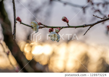 黃昏時分盛開的白梅花蕾與花朵 128973224