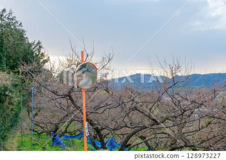 A mountain orchard lined with plum trees and a convex mirror A mountain orchard lined with plum trees and a convex mirror 128973227