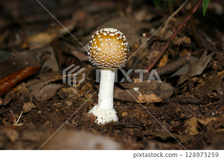 Young, warty, egg-shaped, highly poisonous Amanita mushroom larvae (macro photography of fungi and mushrooms in the natural environment) 128973259