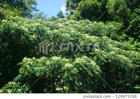 "Zanthoxylum chinense" in full bloom in summer 128973288