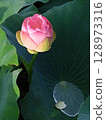 Lotus 128973316