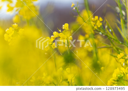 A rapeseed field bathed in the spring sunshine A rapeseed field bathed in the spring sunshine 128973495