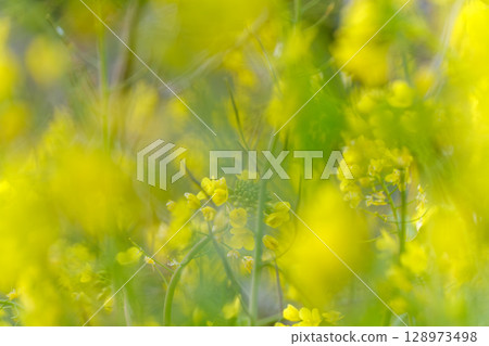 春季油菜花被柔和的前景模糊所包圍 128973498