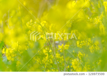 春天油菜花的柔和色彩隨處可見 128973500