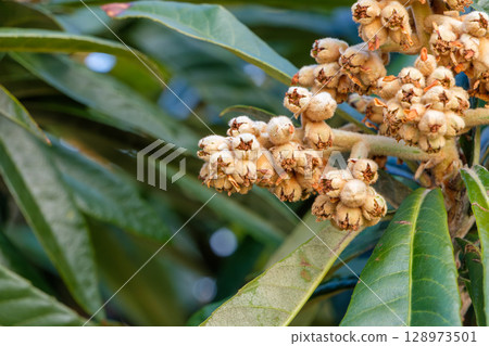 Loquat flowers and glossy leaves blooming in early winter 128973501