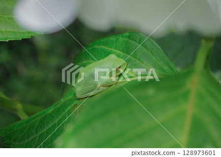 青蛙騎在繡球花葉子上 青蛙騎在繡球花葉子上 128973601