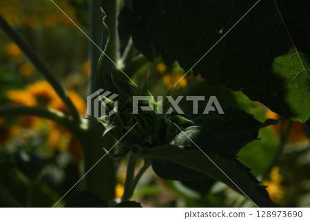 Sun flower bud 128973690