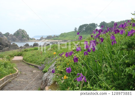The wildflowers of Tanesashi Coast and the Nakasuka Promenade The wildflowers of Tanesashi Coast and the Nakasuka Promenade 128973881
