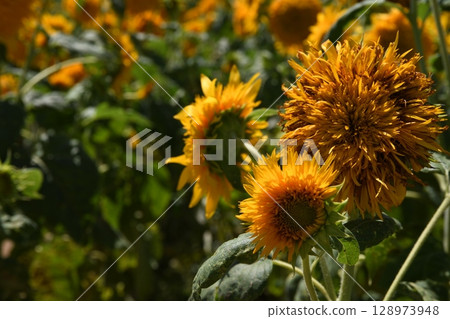 向日葵 向日葵 128973948