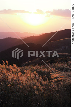 Autumn highland scenery with pampas grass swaying Autumn highland scenery with pampas grass swaying 128974077