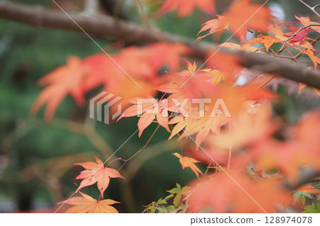 鮮紅的秋葉 鮮紅的秋葉 128974078