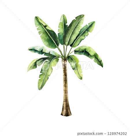 Realistic banana palm tree. Watercolor hand drawn vibrant green leaf. Isolated kentia illustration on transparent background. Perfect for tropical design projects. For designers, invitations Realistic banana palm tree. Watercolor hand drawn vibrant green leaf. Isolated kentia illustration on transparent background. Perfect for tropical design projects. For designers, invitations 128974202