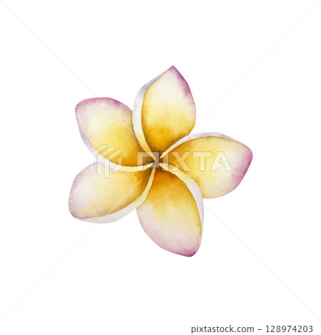 Realistic blooming frangipani flower. Watercolor hand drawn tropical plumeria plant. Isolated botanical illustration on transparent background. Perfect for tropical design projects. For designers 128974203