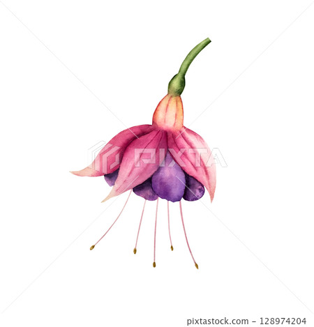 Realistic blooming fuchsia flower. Watercolor hand drawn tropical plant. Isolated botanical illustration on transparent background. Perfect for tropical design projects. For designers, invitations Realistic blooming fuchsia flower. Watercolor hand drawn tropical plant. Isolated botanical illustration on transparent background. Perfect for tropical design projects. For designers, invitations 128974204