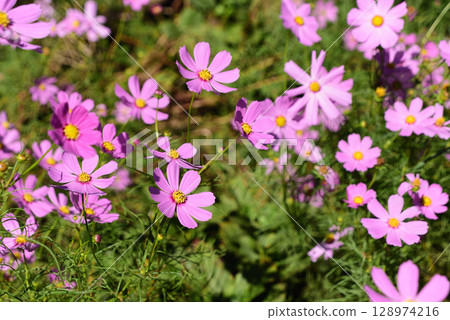 Cosmos Cosmos 128974216