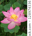  Renko 128974336