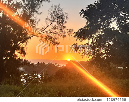 Tree illuminated by the setting sun Tree illuminated by the setting sun 128974366