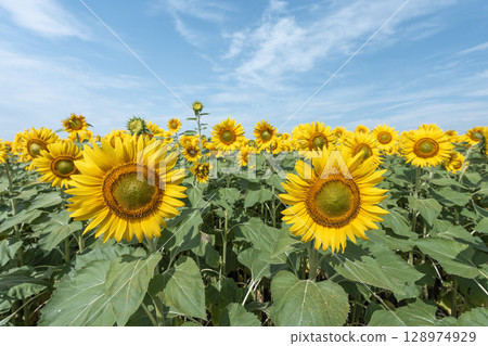Sunflowers in full bloom. Sunflower fields in Yamamoto Town, Miyagi Prefecture (2025 Yamamoto Sunflower Festival). Yamamoto Town, Miyagi Prefecture. 128974929