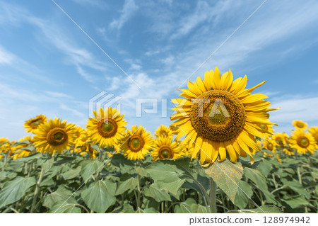 Sunflowers in full bloom. Sunflower fields in Yamamoto Town, Miyagi Prefecture (2025 Yamamoto Sunflower Festival). Yamamoto Town, Miyagi Prefecture. 128974942