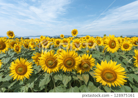 Sunflowers in full bloom. Sunflower fields in Yamamoto Town, Miyagi Prefecture (2025 Yamamoto Sunflower Festival). Yamamoto Town, Miyagi Prefecture. Sunflowers in full bloom. Sunflower fields in Yamamoto Town, Miyagi Prefecture (2025 Yamamoto Sunflower Festival). Yamamoto Town, Miyagi Prefecture. 128975161
