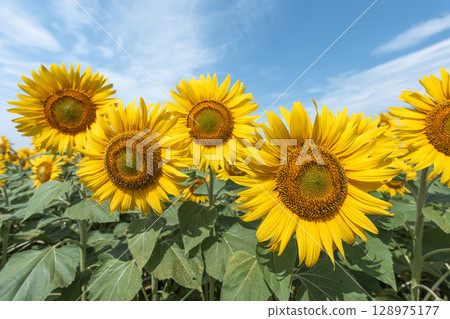 Sunflowers in full bloom. Sunflower fields in Yamamoto Town, Miyagi Prefecture (2025 Yamamoto Sunflower Festival). Yamamoto Town, Miyagi Prefecture. Sunflowers in full bloom. Sunflower fields in Yamamoto Town, Miyagi Prefecture (2025 Yamamoto Sunflower Festival). Yamamoto Town, Miyagi Prefecture. 128975177