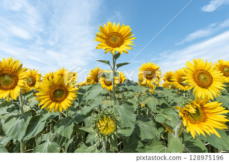 Sunflowers in full bloom. Sunflower fields in Yamamoto Town, Miyagi Prefecture (2025 Yamamoto Sunflower Festival). Yamamoto Town, Miyagi Prefecture. 128975196