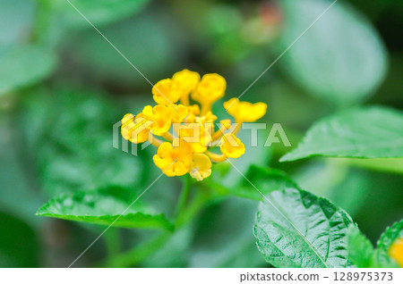 Lantana camara L, Cloth of gold or Hedge flower or Lantana or Weeping lantana or White sage or VERBENACEAE or yellow flower 128975373