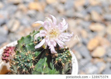 Gymnocalycium ,Gymnocalycium mihanovichii or gymnocalycium mihanovichii variegated with flower or cactus flower Gymnocalycium ,Gymnocalycium mihanovichii or gymnocalycium mihanovichii variegated with flower or cactus flower 128975374